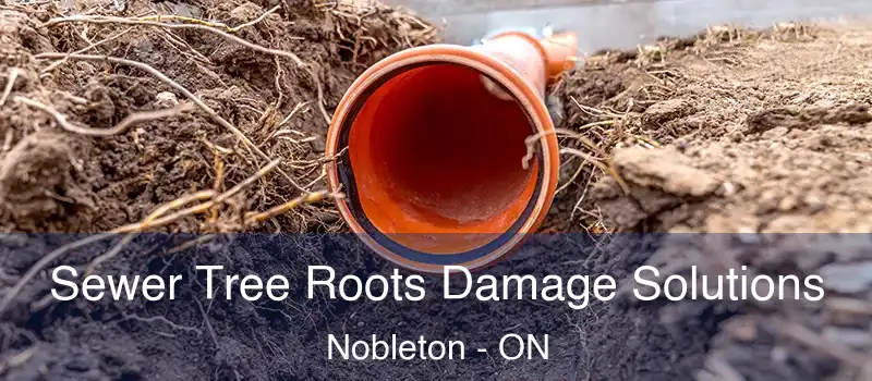  Sewer Tree Roots Damage Solutions Nobleton - ON